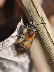 Andrena helvola